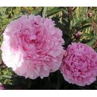 Пион Paeonia Pietertje Vriend Wagenaar